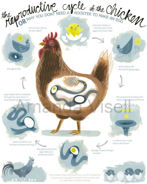 il_fullxfull.393646647_tali_480x600 il fullxfull.393646647 tali 480x6001 I Heart Etsy Fridays Chicken Love